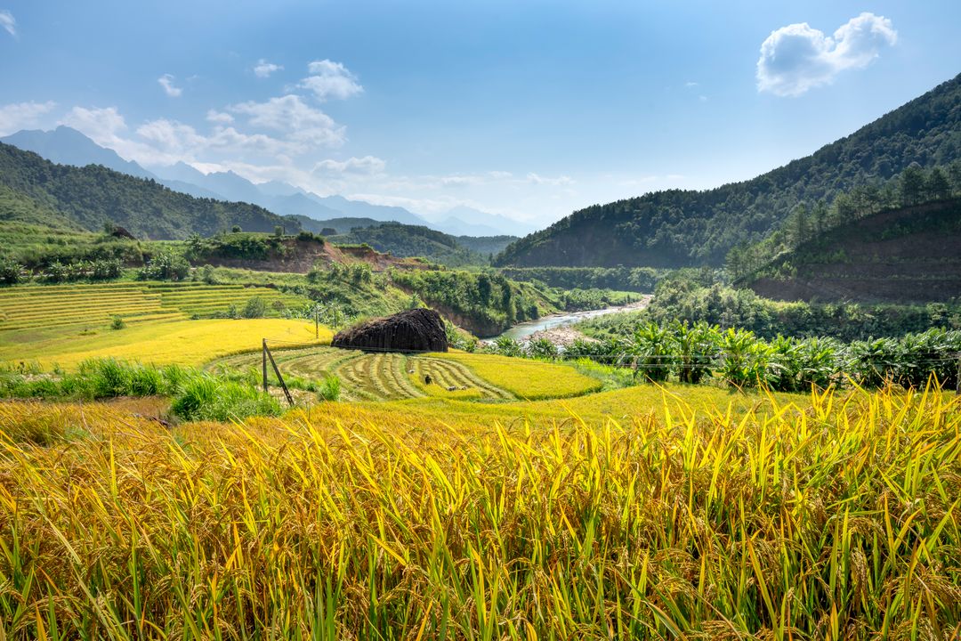 Đất nông nghiệp có sổ đỏ không? Quy định mới nhất về giấy chứng nhận quyền sử dụng đất